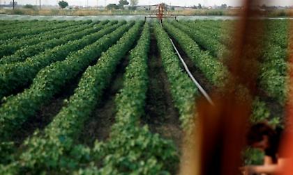 ΟΠΕΚΕΠΕ: Ένοχοι κρίθηκαν 57 από τους 58 αγροτες από την Κρήτη