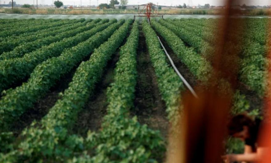ΟΠΕΚΕΠΕ: Ένοχοι κρίθηκαν 57 από τους 58 αγροτες από την Κρήτη