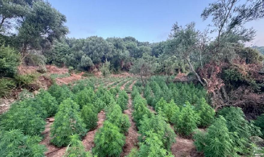 Συνελήφθη άνδρας για καλλιέργεια δενδρυλλίων και κατοχή ακατέργαστης κάνναβης στην Αττική
