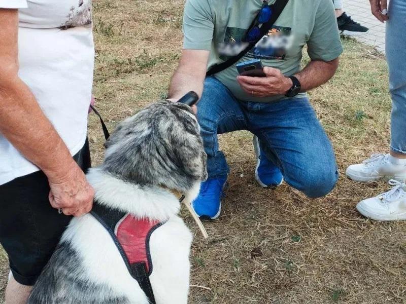 Θεσσαλονίκη: Πρόστιμα για βόλτα χωρίς λουρί και άλλες παραλείψεις σε δεσποζόμενα ζώα