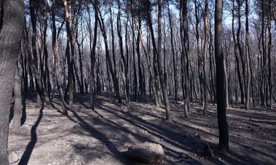 Δυτική Αττική: Πάνω από 480.000 στρέμματα έγιναν στάχτη τα τελευταία 9 χρόνια
