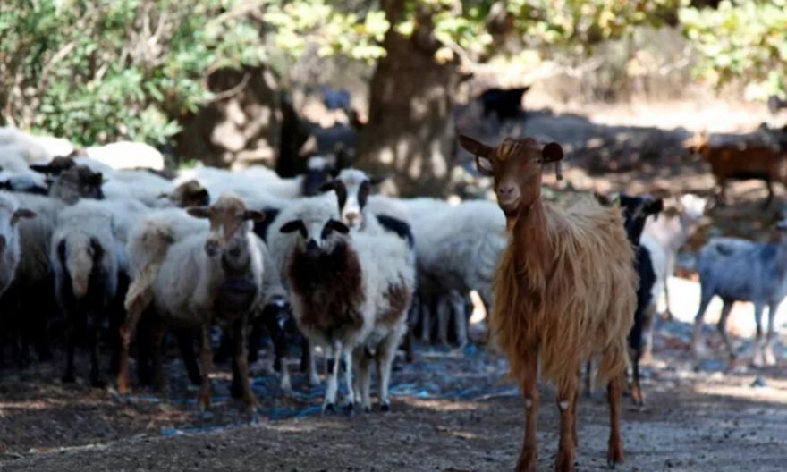 Ηράκλειο: Δήλωναν κτηνοτρόφοι χωρίς να έχουν ζώα