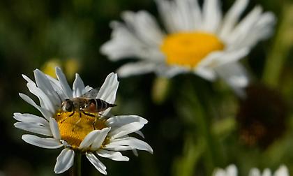 Πώς να χαρείτε τον κήπο το καλοκαίρι χωρίς τσιμπήματα κουνουπιών