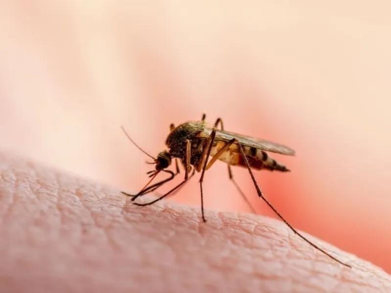 Βόρεια Μακεδονία: 4 νεκροί και 35 κρούσματα από τον ιό του Δυτικού Νείλου