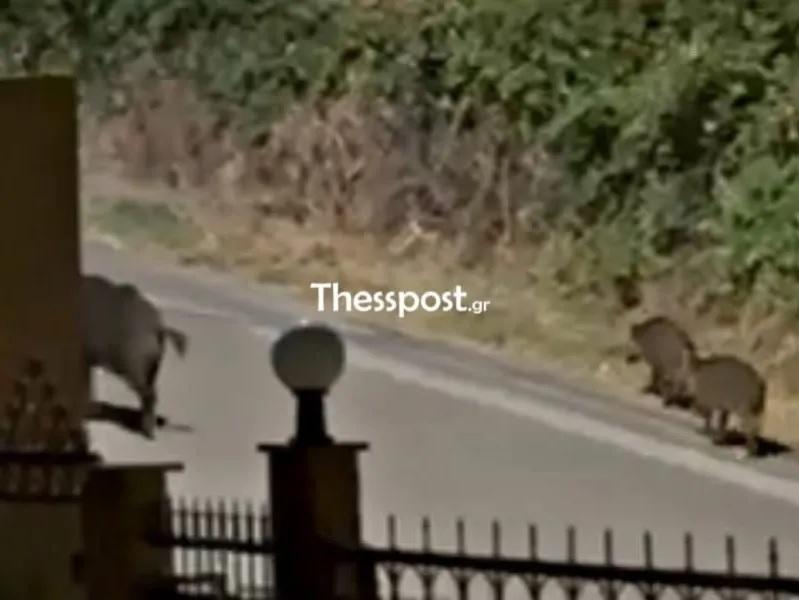 Τρόμος για ανηλίκους στη Θεσσαλονίκη: Περικυκλώθηκαν από αγέλη αγριογούρουνων και κάλεσαν το 100