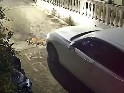 Κέρκυρα: Στον εισαγγελέα η γυναίκα που πάτησε σκύλο με το αυτοκίνητο