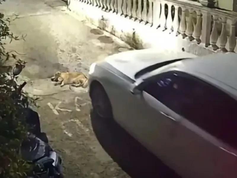 Κέρκυρα: Στον εισαγγελέα η γυναίκα που πάτησε σκύλο με το αυτοκίνητο
