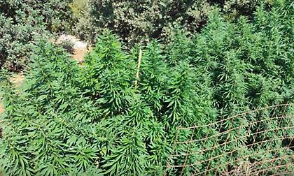 Ρέθυμνο: Δύο συλλήψεις για 12 φυτείες κάνναβης και όπλα – Εκριζώθηκαν 114 δενδρύλλια