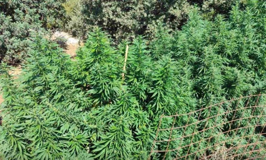 Ρέθυμνο: Δύο συλλήψεις για 12 φυτείες κάνναβης και όπλα – Εκριζώθηκαν 114 δενδρύλλια