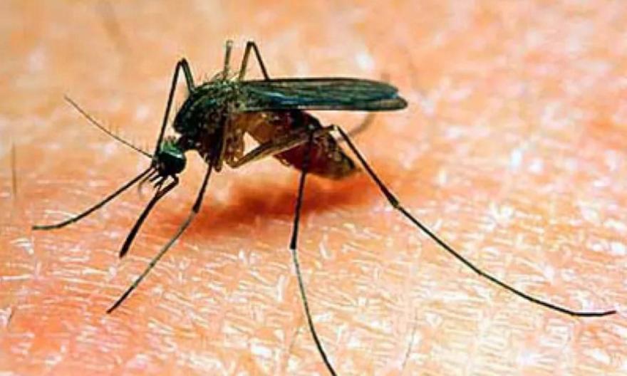 Δωρεάν rapid test για τον ιό του Δυτικού Νείλου από τον δήμο Βάρης-Βούλας-Βουλιαγμένης