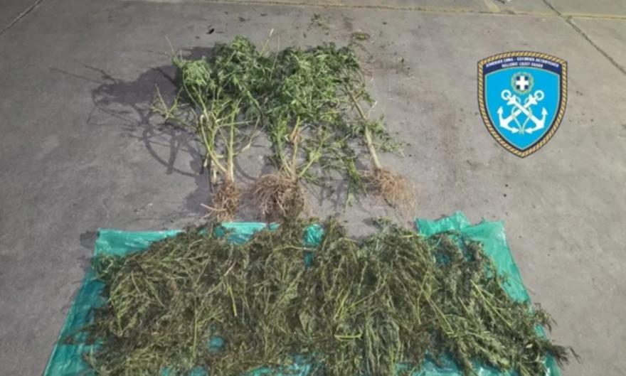 Πήλιο: Εντοπισμός δενδρυλλίων κι έξι κιλών ακατέργαστης κάνναβης