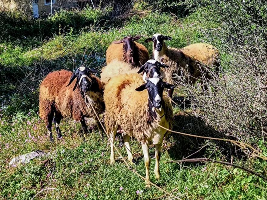 5 συλλήψεις για ζωοκλοπές στο Λασίθι - Εξαρθρώθηκε εγκληματική οργάνωση