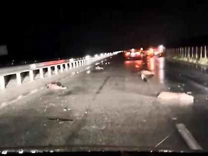 Τροχαίο με... αγέλη αγριογούρουνων στην Εθνική Οδό Λάρισας – Τρικάλων