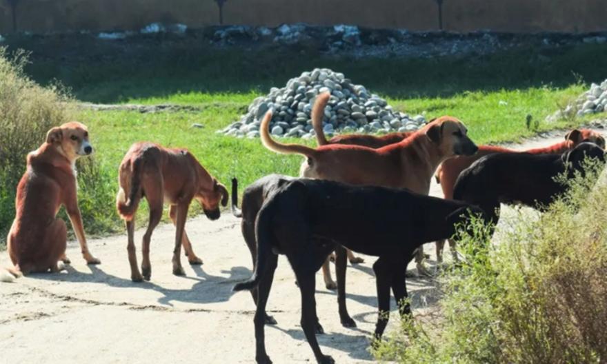 Θεσσαλονίκη: Συνελήφθη 54χρονη με 120 σκυλιά, 70 γάτες και 10 κατσίκες σε ακατάλληλες συνθήκες