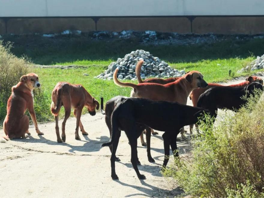 Συνελήφθη ξανά η 54χρονη που είχε πάνω από 200 ζώα σε ακατάλληλες συνθήκες στην Θεσσαλονίκη