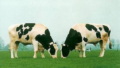 Κάνε μου λιγάκι μουουουου!