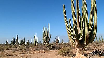 Γλίτωσε από τους απαγωγείς ο προπονητής