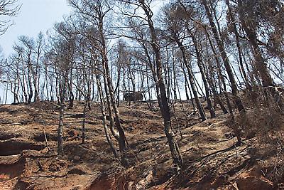 Οι... Ρομπέν των blogs